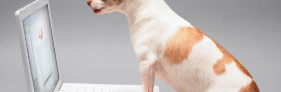 HundesportTeam Osnabrück, Familenhundausbildung, Begleithund